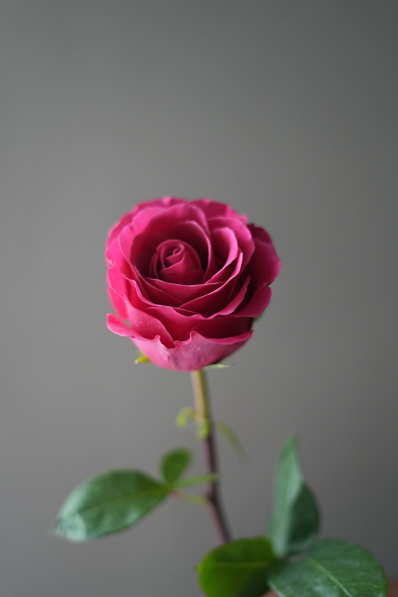 Ecuadorian Rose Bouquet